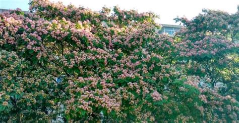 芙蓉樹開花 畫窗戶